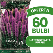 OFFERTA 60 BULBI LIATRIS SPICATA VIOLA