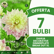 Offre spéciale : 7 bulbes de dahlias décoratifs « assiette » Break Out XL