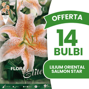 OFFERTA 14 BULBI LILIUM ORIENTAL SALMON STAR