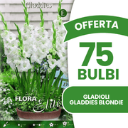 Angebot: 75 Gladiolenzwiebeln (Sorte: Gladdies Blondie)