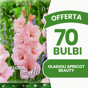 Offerta 70 Bulbi Gladioli Apricot Beauty