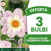 ANGEBOT: 7 DAHLIA POOH ZWIEBELN