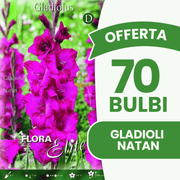 Angebot: 70 Gladiolenzwiebeln der Marke Natan