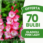 Angebot: 70 Pink Lady Gladiolenzwiebeln