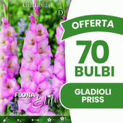 Offre de 70 bulbes de glaïeuls Priss