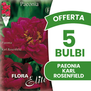 OFFRE 3 BULBES DE PÉONIA KARL ROSENFIELD