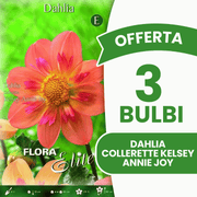 Angebot: 3 Dahlienzwiebeln der Sorte Collarette Kelsey Annie Joy