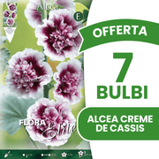 OFFERTA 7 BULBI ALCEA CREME DE CASSIS