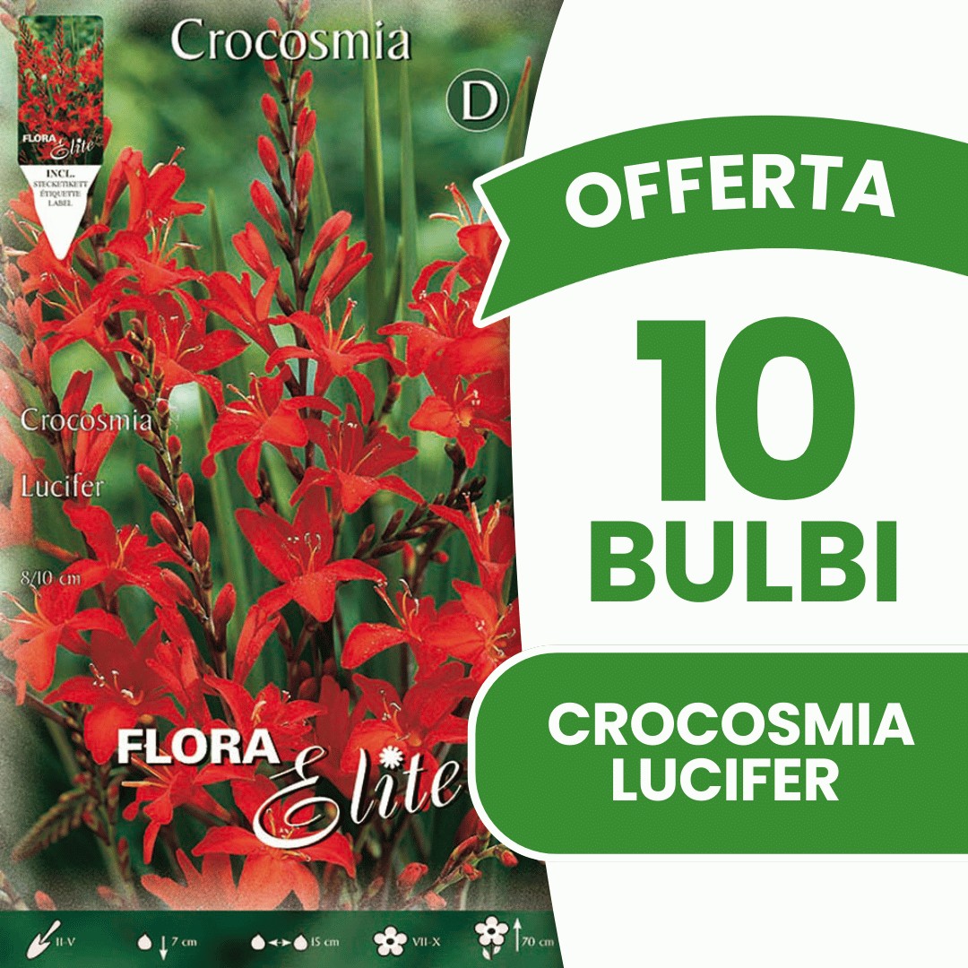ANGEBOT: 150 Crocosmia lucifer-Zwiebeln