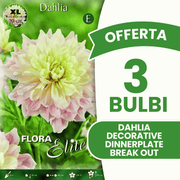 Angebot: 3 dekorative Dahlie 'Teller' (3 Zwiebeln)