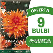 OFFERTA 9 BULBI DAHLIA CACTUS COLOR SPECTACLE