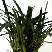 Orchidea Maxillaria in Vaso da 9cm