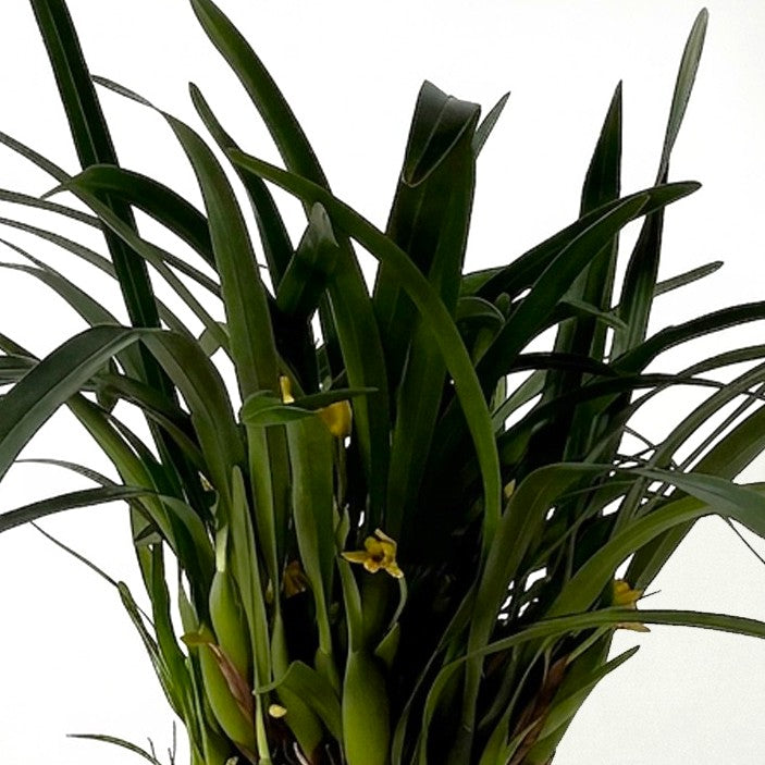 Orchidea Maxillaria in Vaso da 9cm