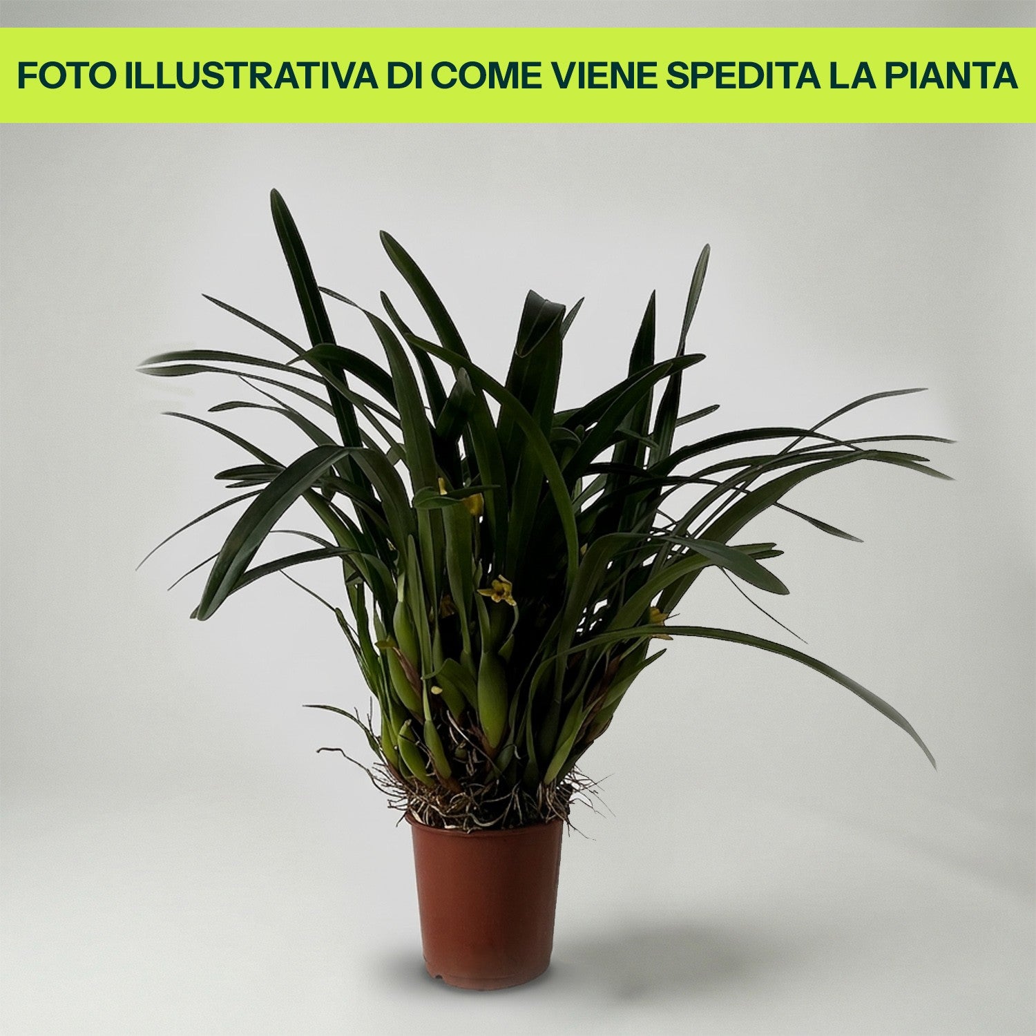 Orchidea Maxillaria in Vaso da 9cm