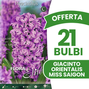 Offerta 21 Bulbi di Giacinto Orientalis Miss Saigon
