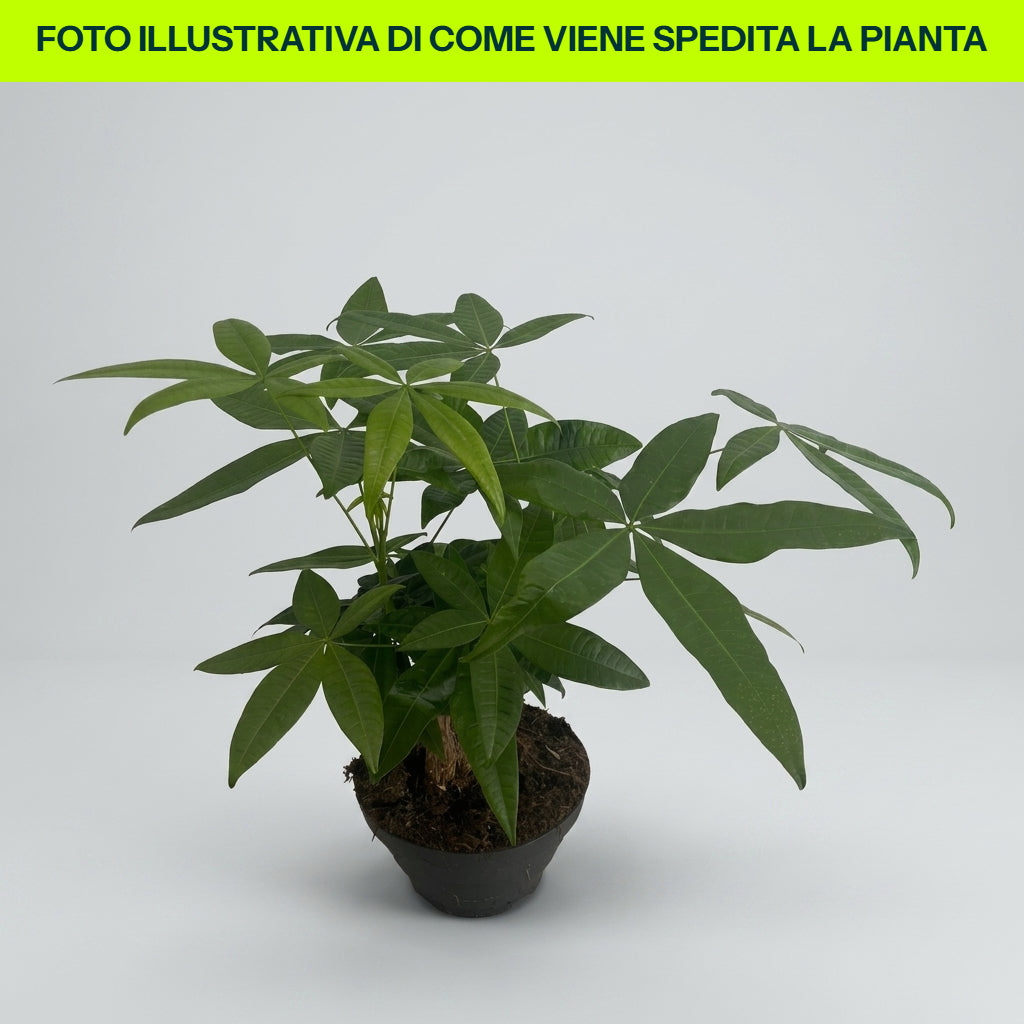 Guzmania Yeltix en pot de 12 cm