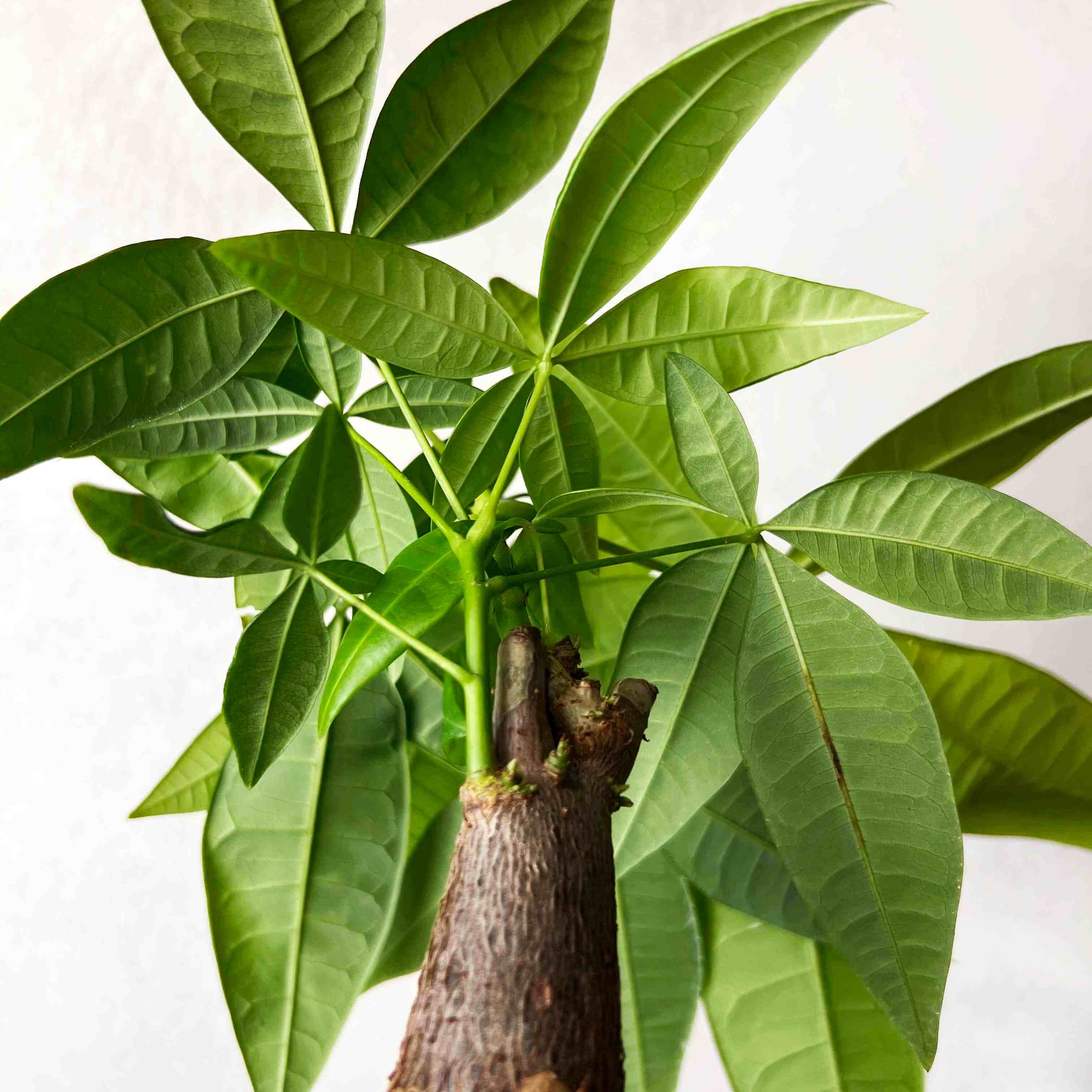 Guzmania Yeltix en pot de 12 cm