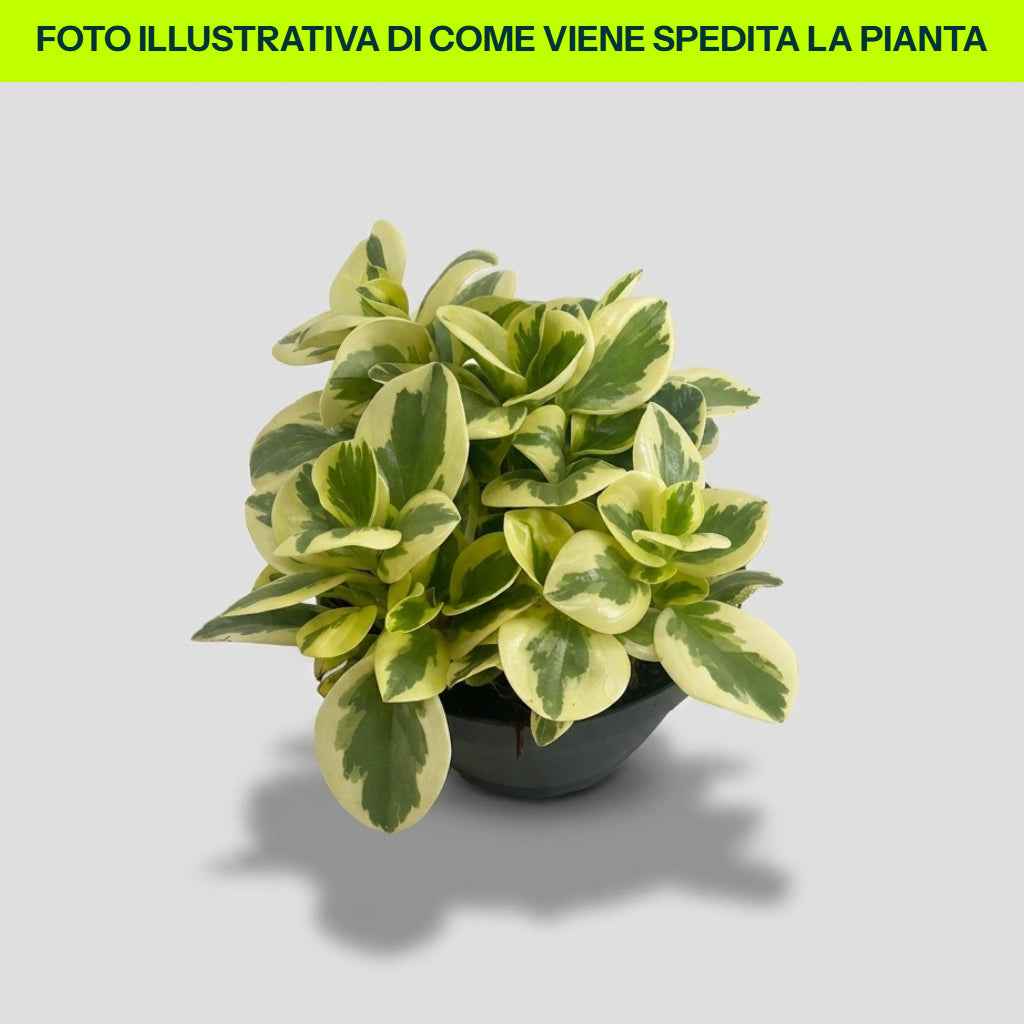 Peperomia Obtusifolia Bicolor in vaso da 17cm