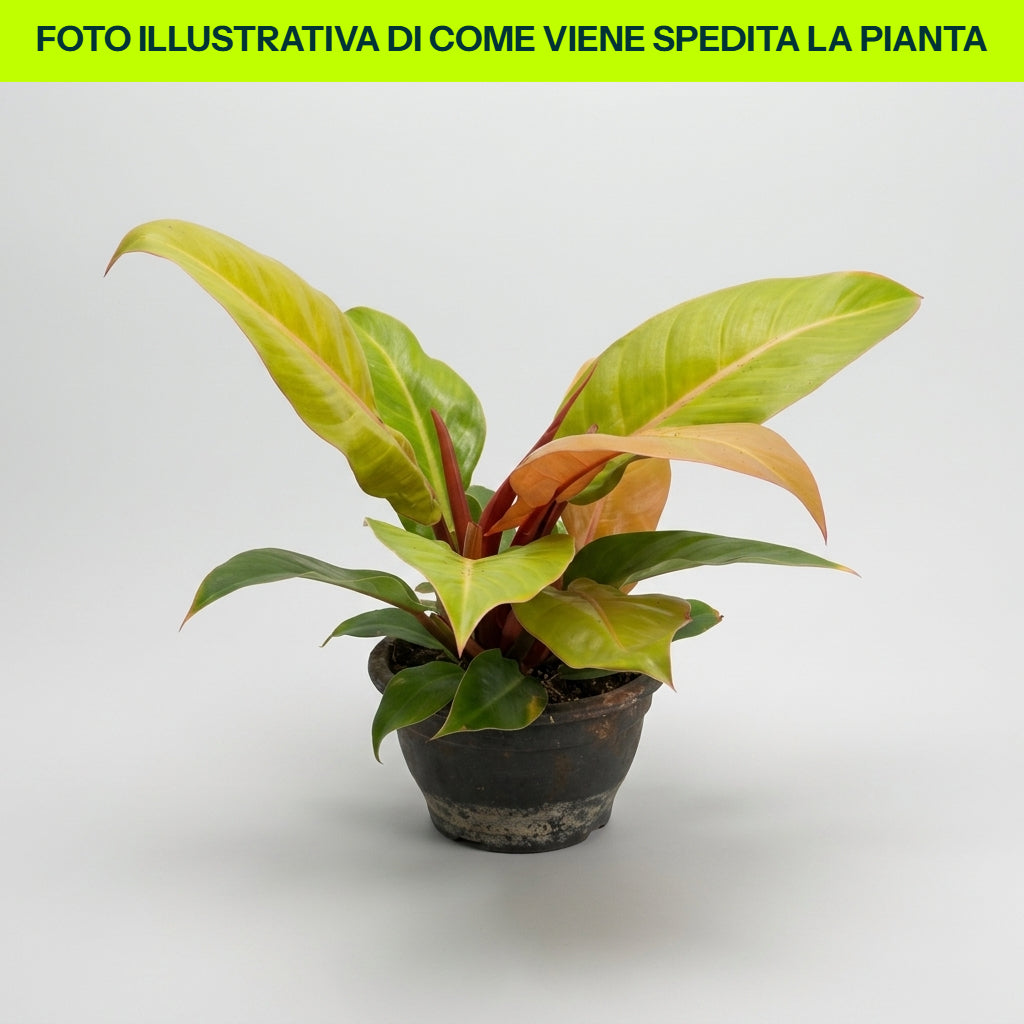PHILODENDRON PRINCE OF ORANGE IN CIOTOLA DA 16CM
