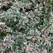 Pyracantha Sparkler in vaso da 18cm
