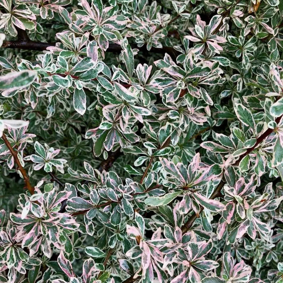 Pyracantha Sparkler in vaso da 18cm