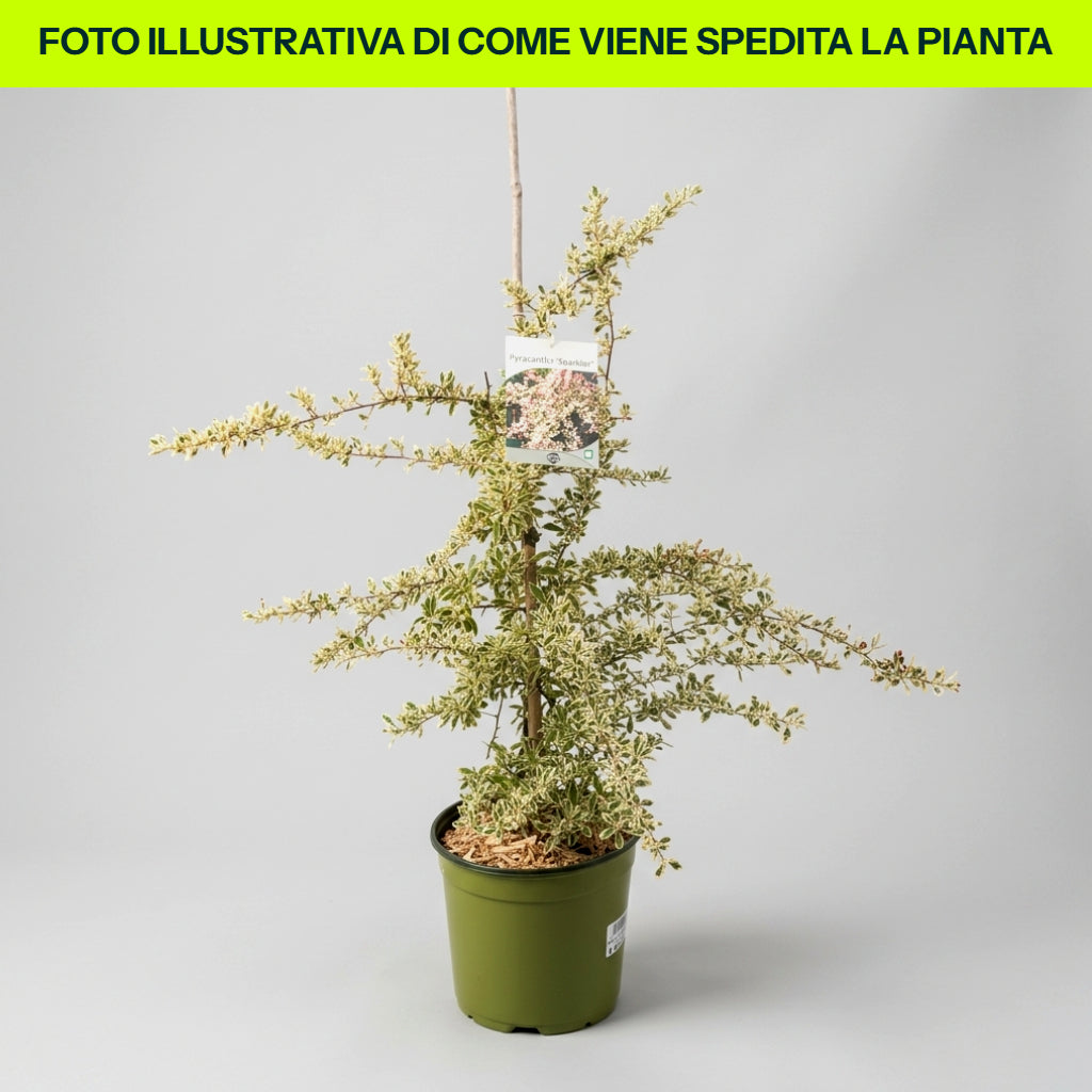Pyracantha Sparkler in vaso da 18cm