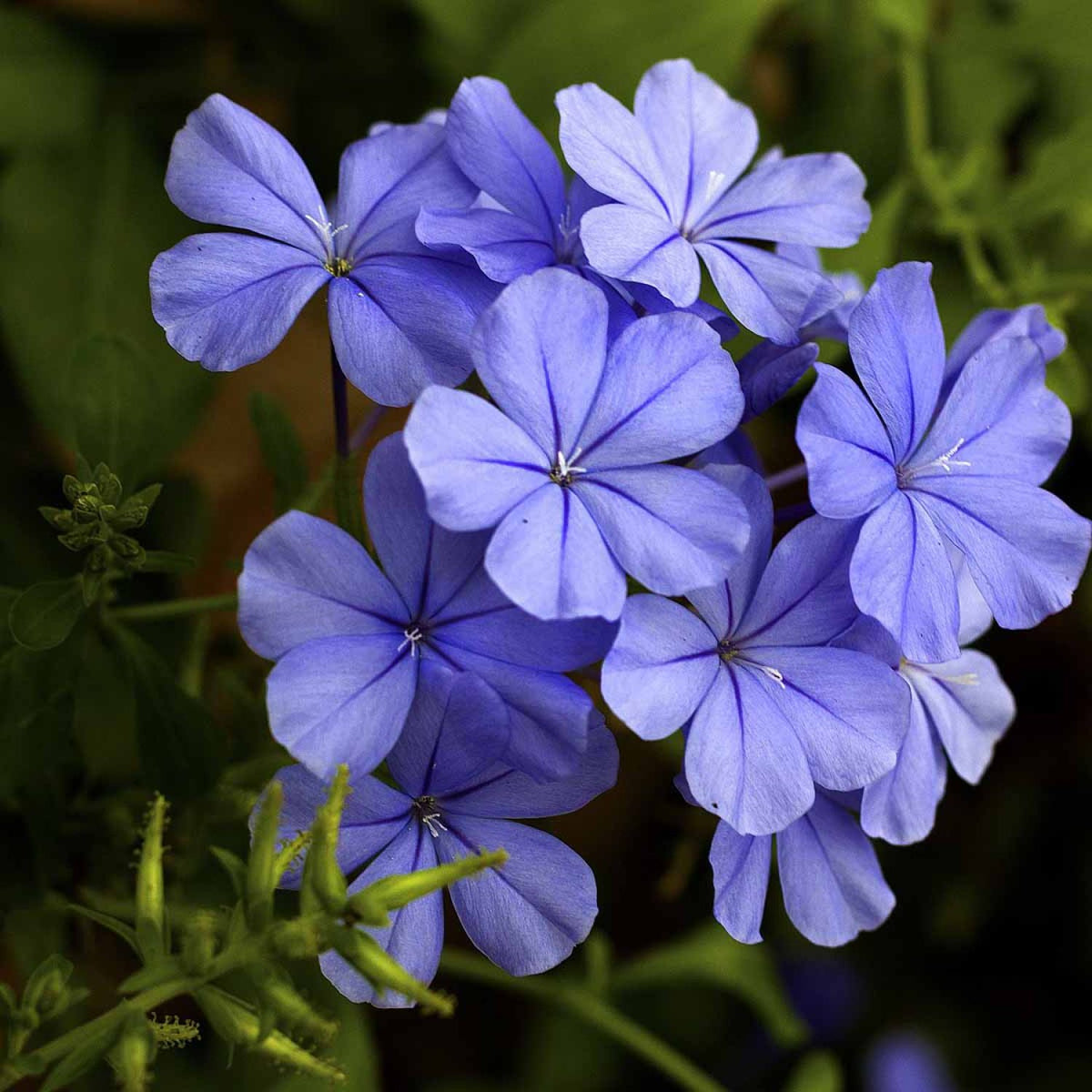 Plumbago su graticola in vaso da 15cm