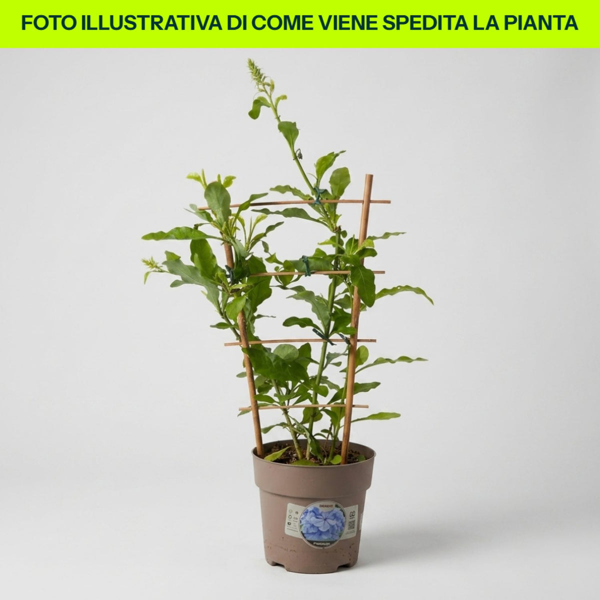 Plumbago su graticola in vaso da 15cm