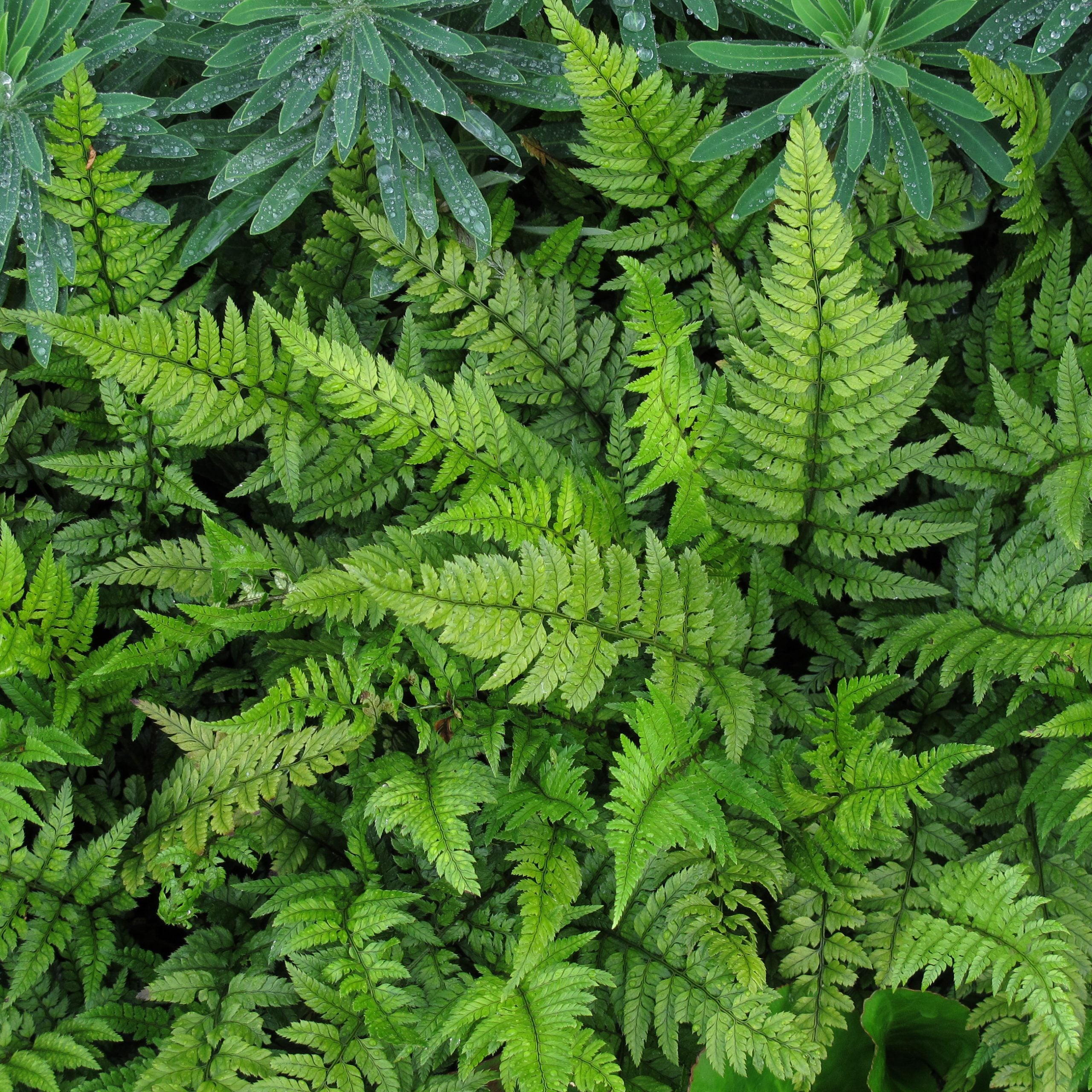 Polystichum Tsussimense in Vaso da 12cm