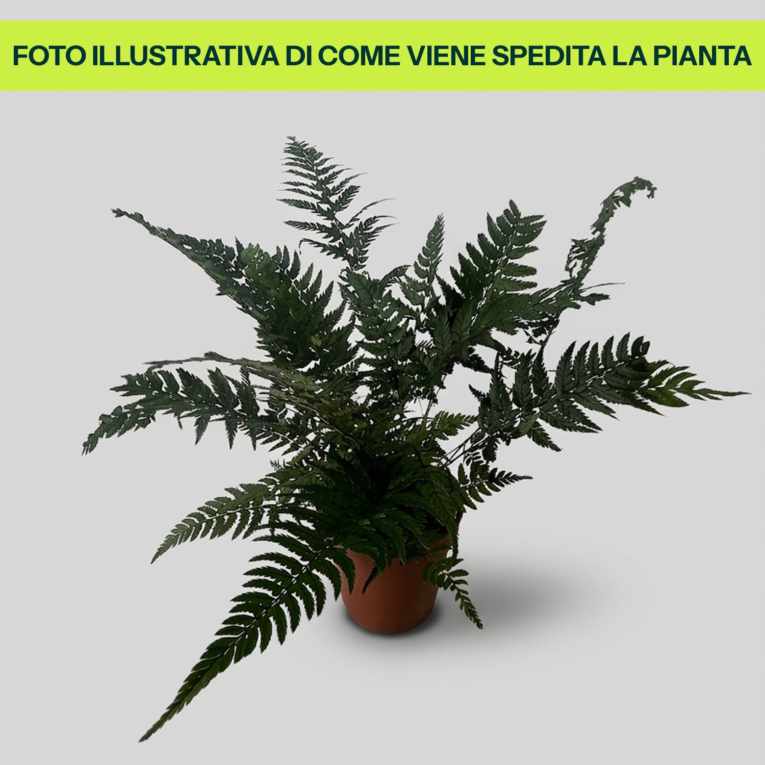 Polystichum Tsussimense in Vaso da 12cm