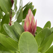 Guzmania Yeltix im 12-cm-Topf