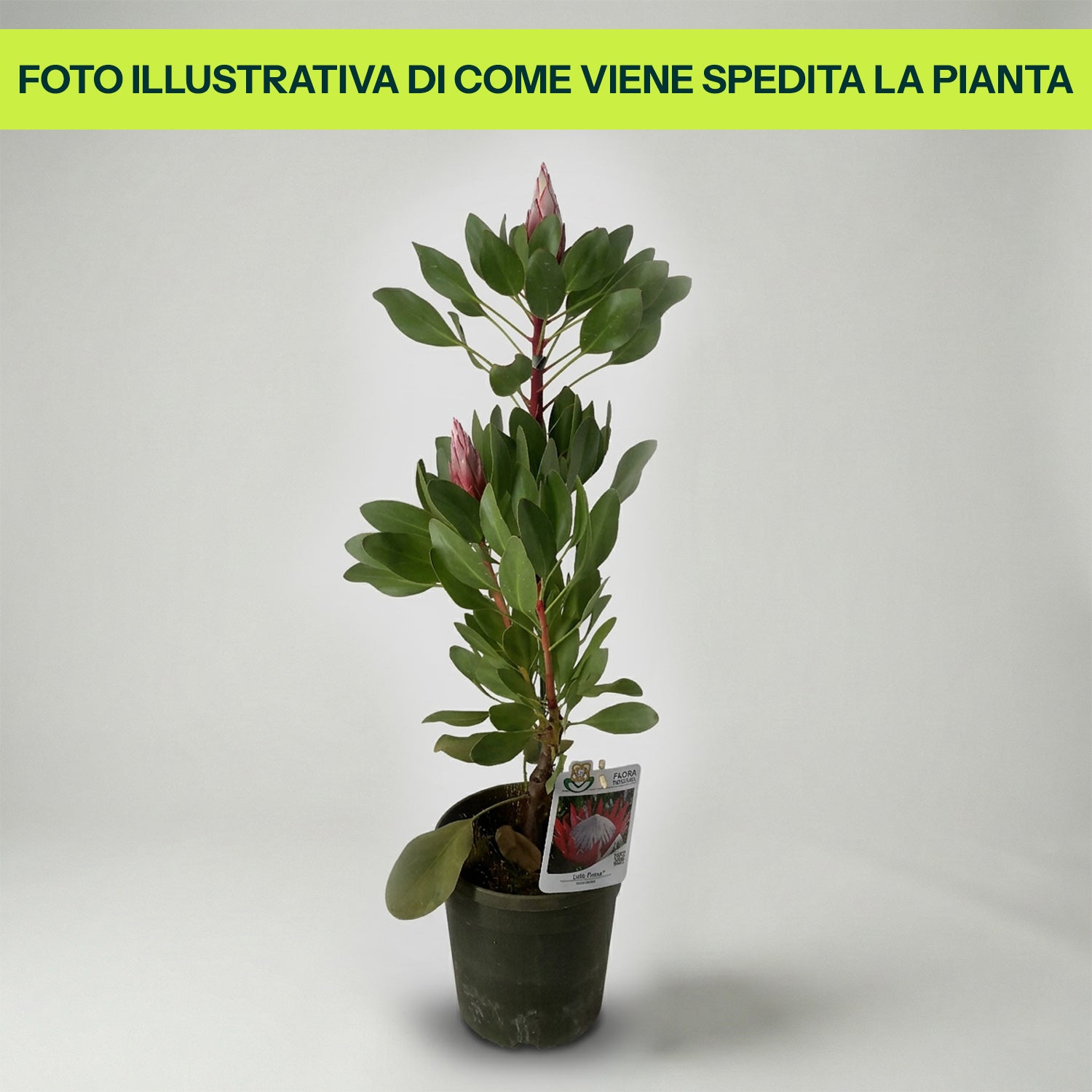 Guzmania Yeltix im 12-cm-Topf