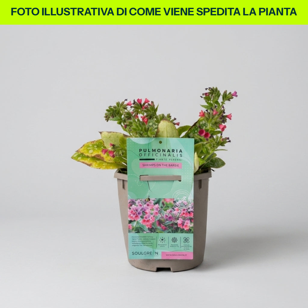 Guzmania Yeltix en pot de 12 cm