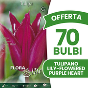 Offerta 70 Bulbi di Tulipano Fiore di Giglio Purple Heart