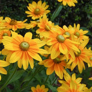 RUDBECKIA HIRTA IN VASO 23CM