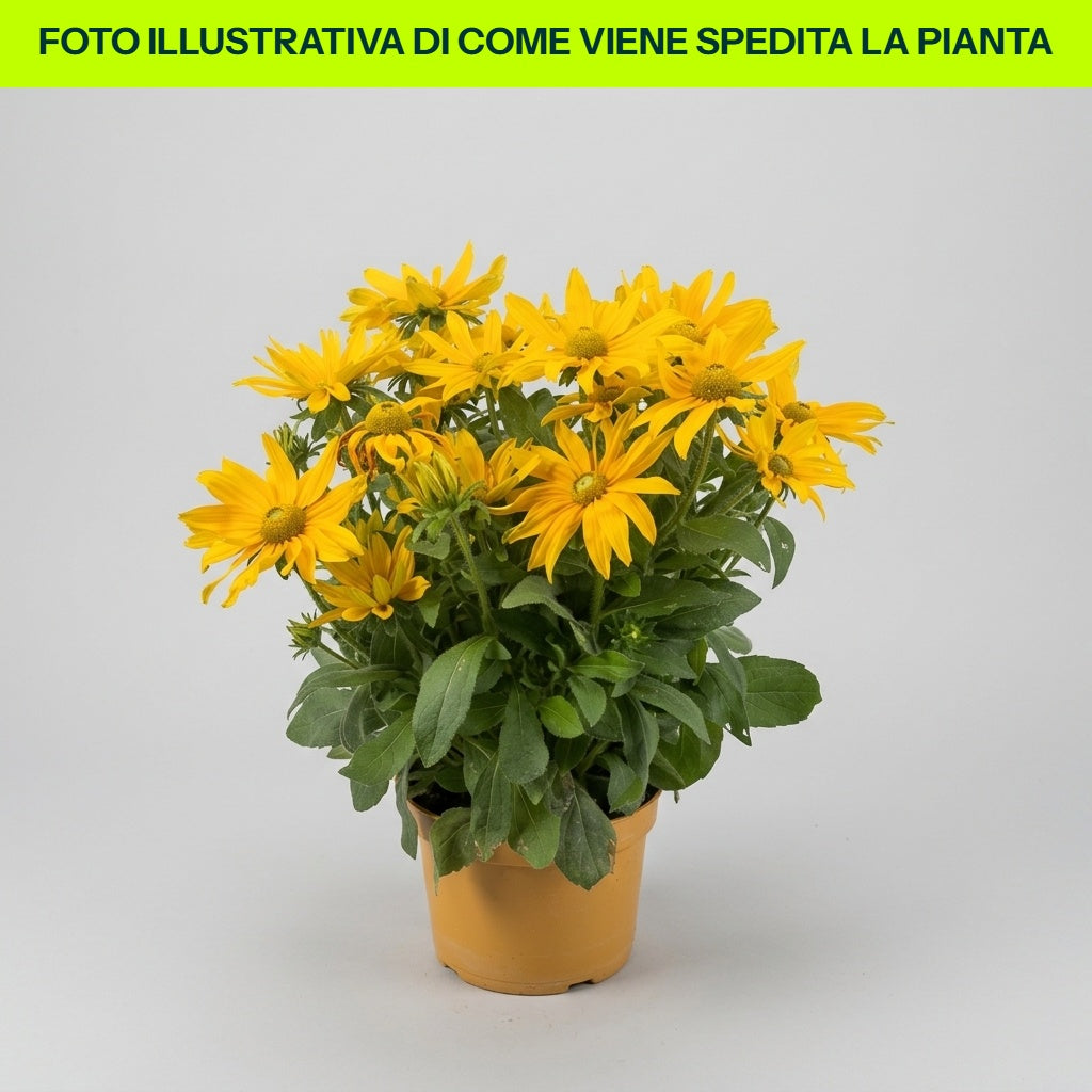 RUDBECKIA HIRTA IN VASO 23CM