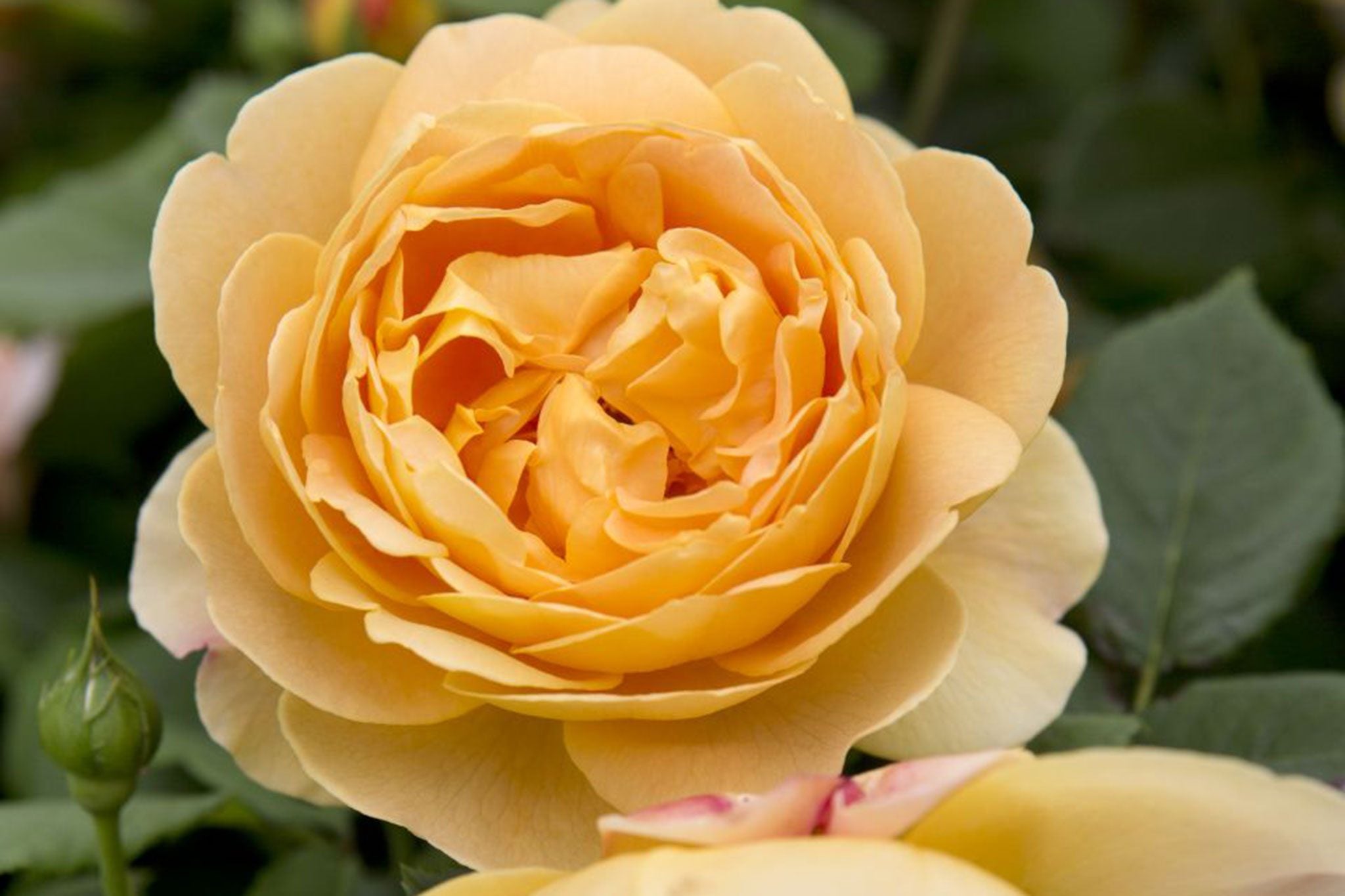 Rosa Golden Celebration in Vaso da 19cm