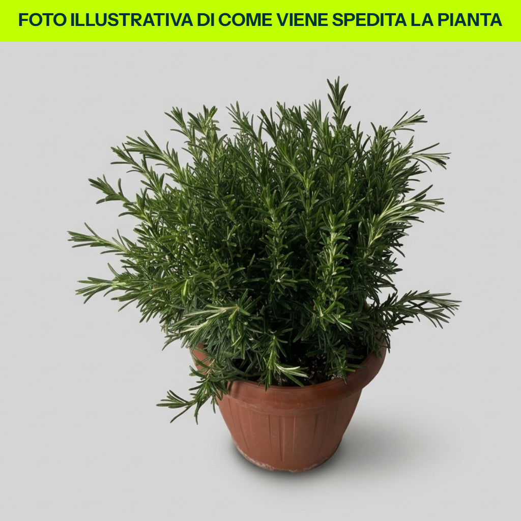 Guzmania Yeltix im 12-cm-Topf