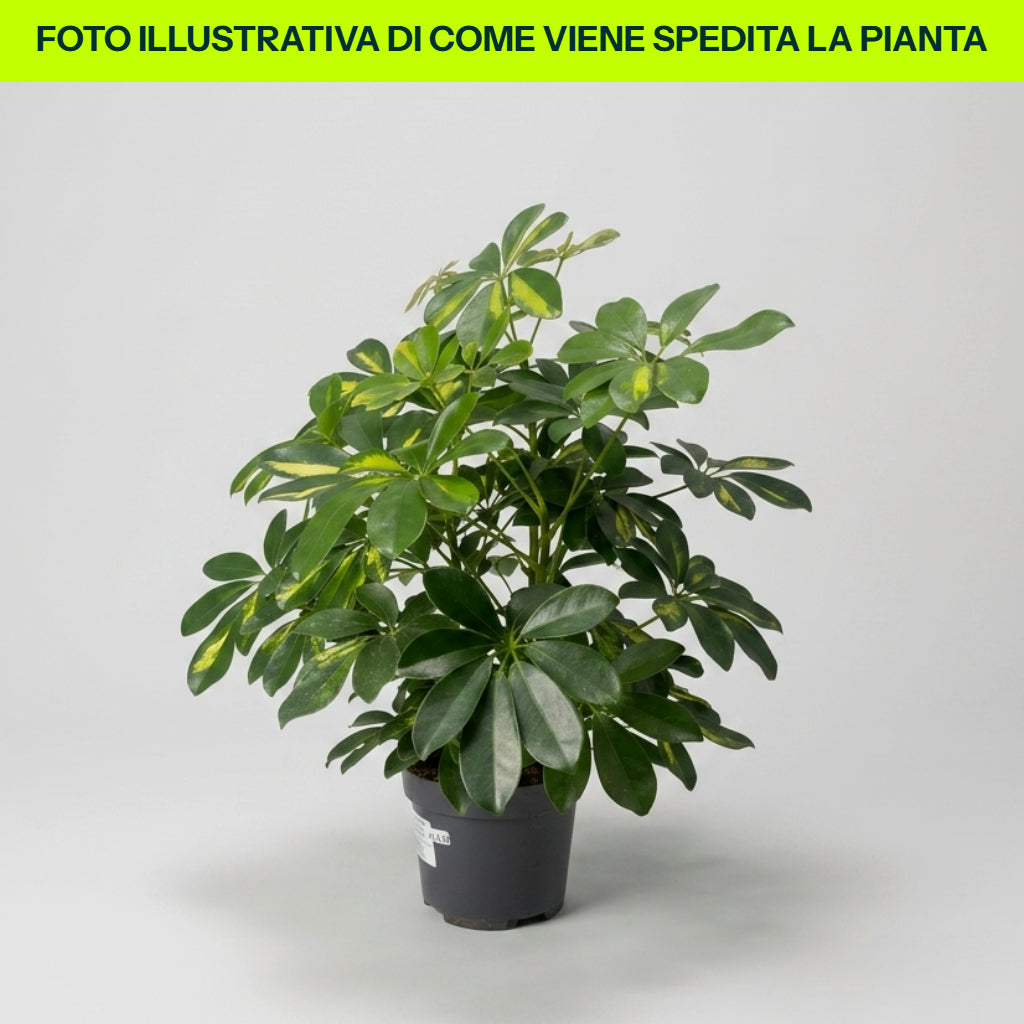 Guzmania Yeltix en pot de 12 cm