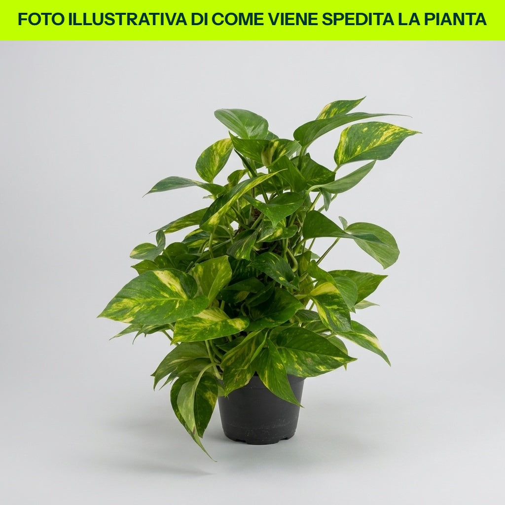 SCINDAPSUS PHOTOS HAWAIANA IN CIOTOLA DA 17CM
