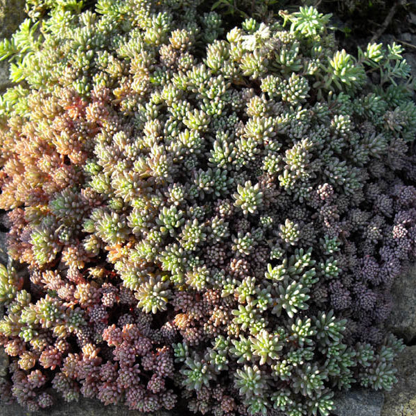 Sedum Lydium Glaucum in vaso da 17cm