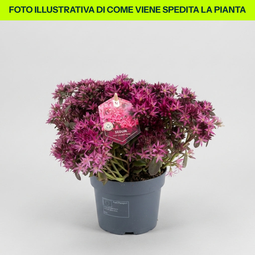 Sedum Spurium Spot On Deep Rose in vaso da 12cm
