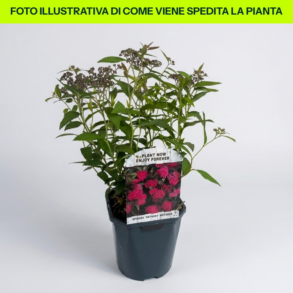 SPIRAEA JAPONICA ANTHONY WATERER VASO 15CM FUCSIA