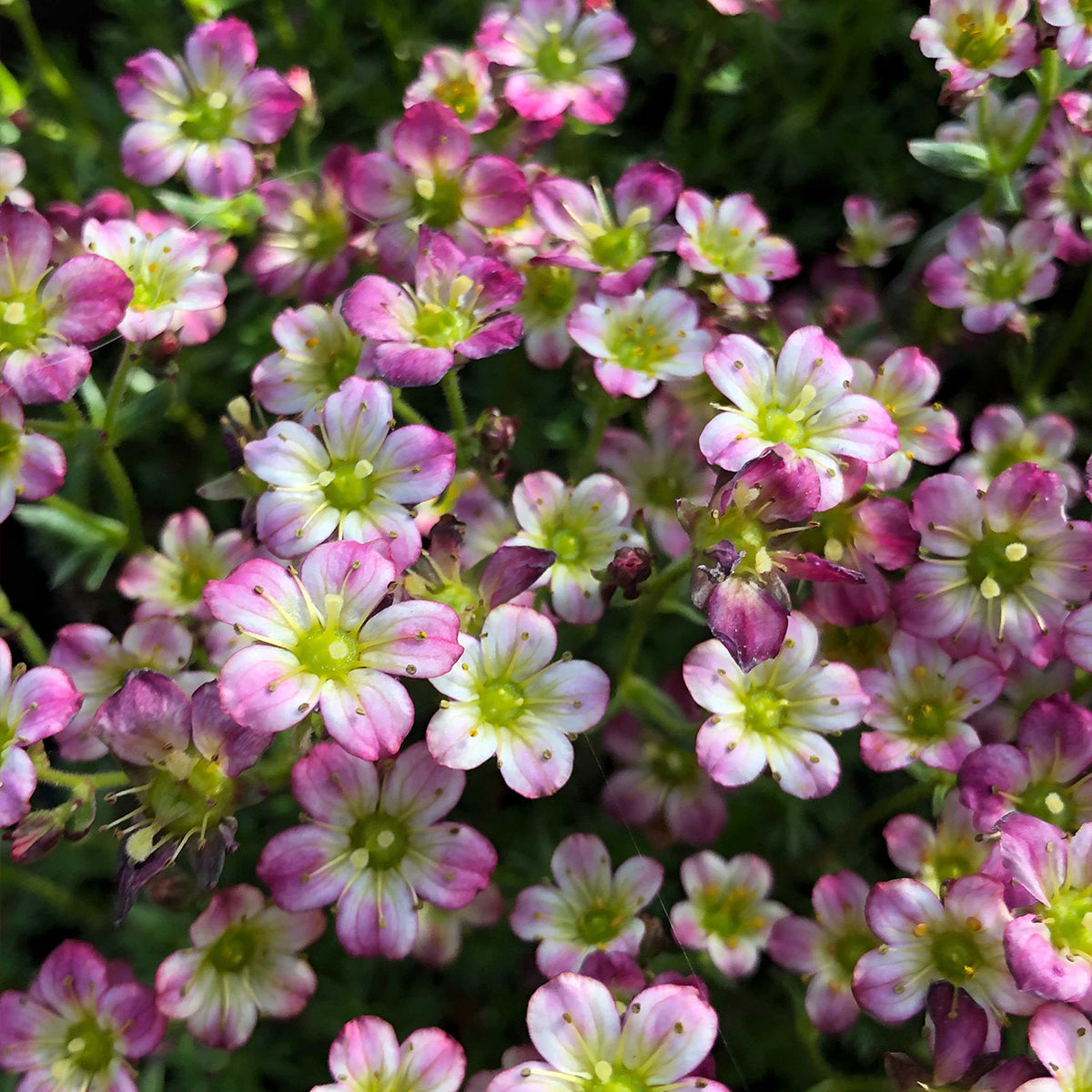 Saxifraga Alpino Rosa in Vaso da 13cm