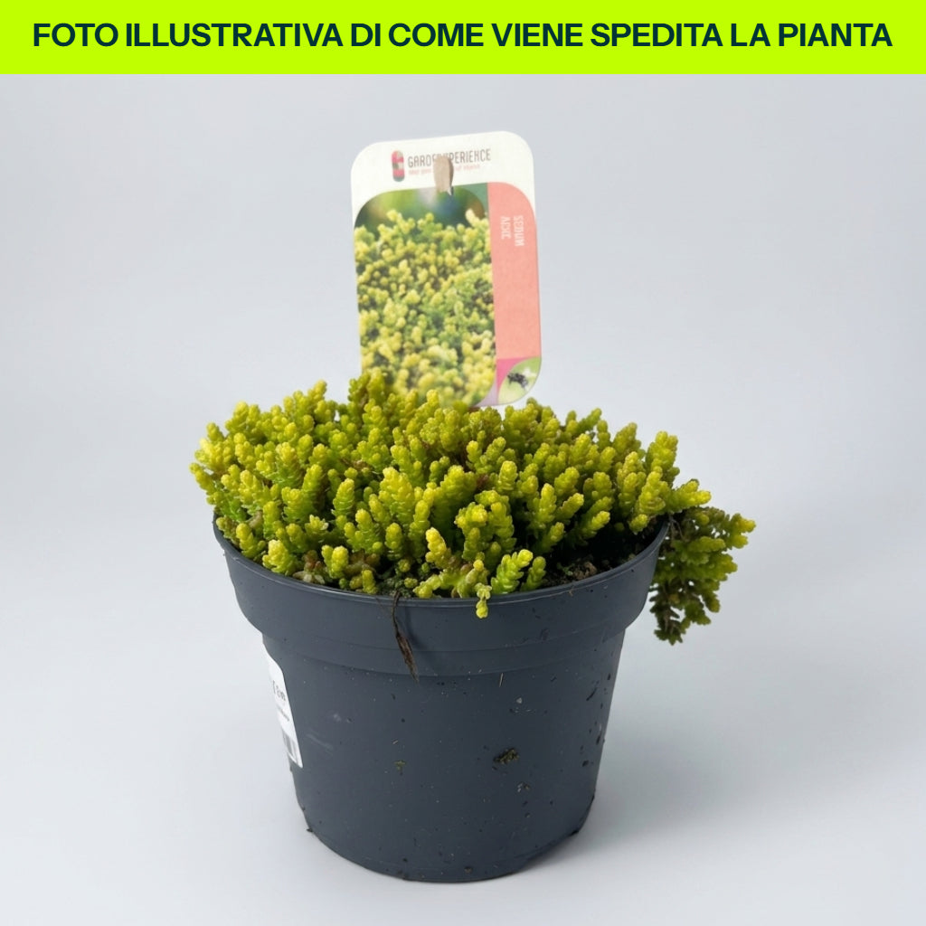 Guzmania Yeltix en pot de 12 cm