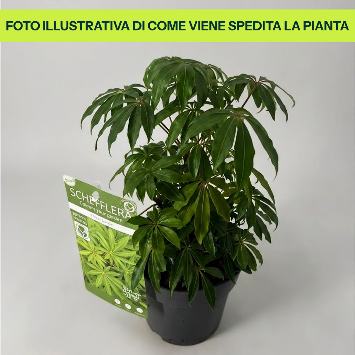 Guzmania Yeltix en pot de 12 cm