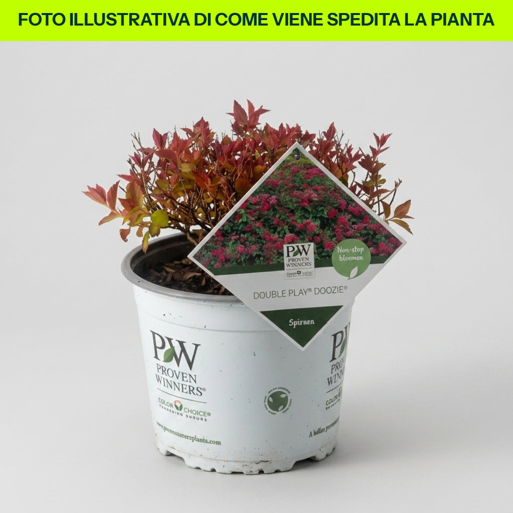 Guzmania Yeltix im 12-cm-Topf