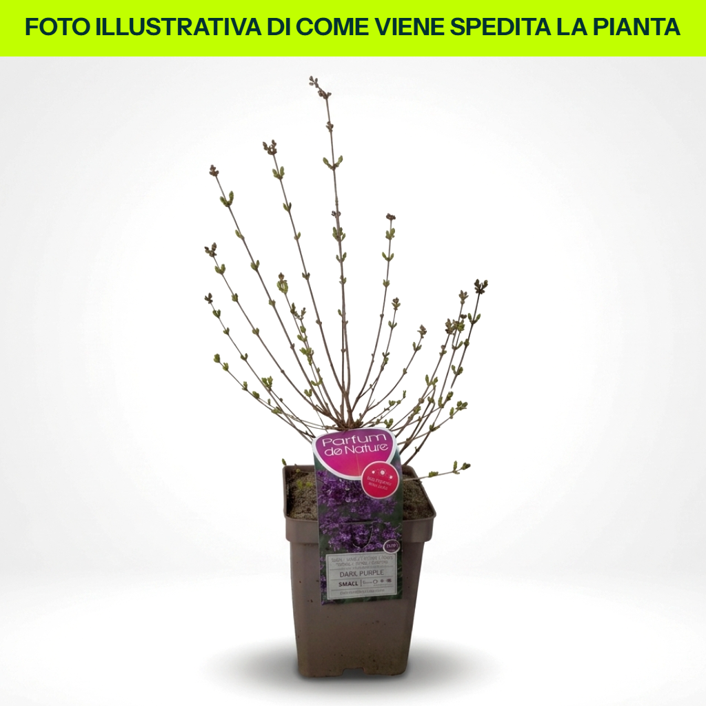 Guzmania Yeltix en pot de 12 cm