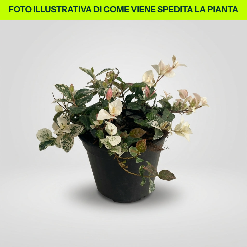 PIANTA TRACHELOSPERMUM GELSOMINO TRICOLOR, VASO 13CM