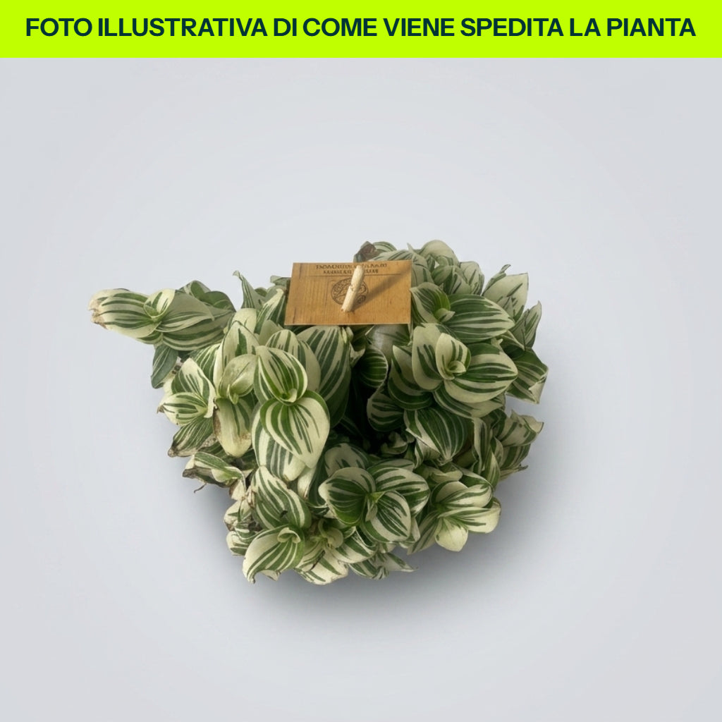 Guzmania Yeltix en pot de 12 cm